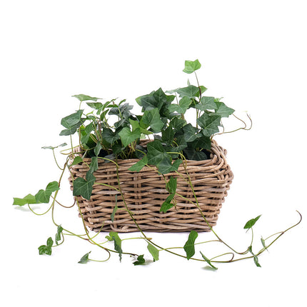 03000688_hedera-v-prutenom-obale