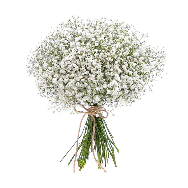 03001073_kytica-gypsophila