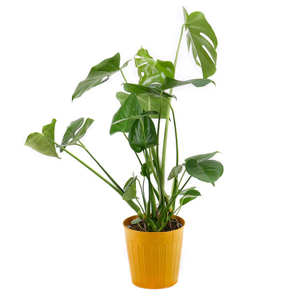 03001313_monstera-v-plechovom-obale