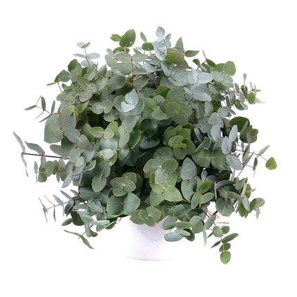 03001329_nature-kytica-eukalyptus