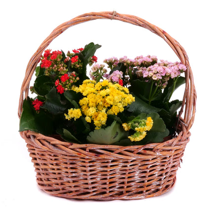 03001717_trio-kalanchoe-v-prutenom-kosiku