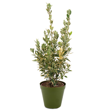 03002099_euonymus-v-plastovom-obale-2