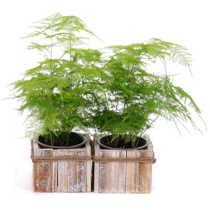03002107_duo-asparagus-v-drevenom-boxe