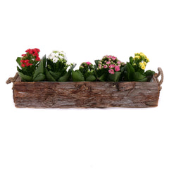 03002130_kalanchoe-v-drevenom-boxe