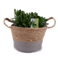 03002131_crassula-v-ratanovom-obale