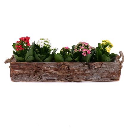Kalanchoe v drevenom boxe
