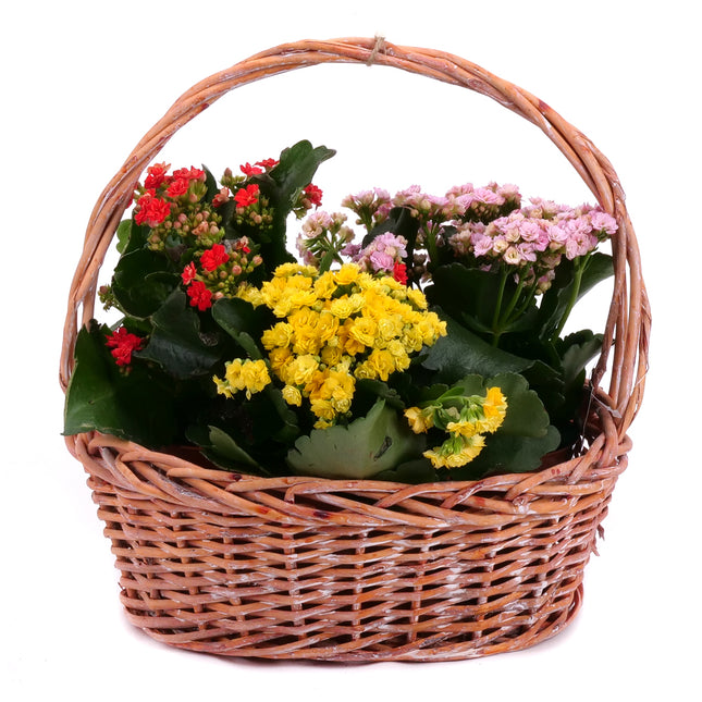 Trio kalanchoe v prútenom košíku