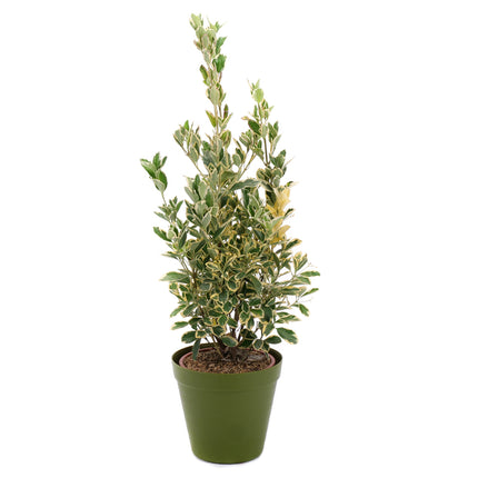 Euonymus v plastovom obale 2